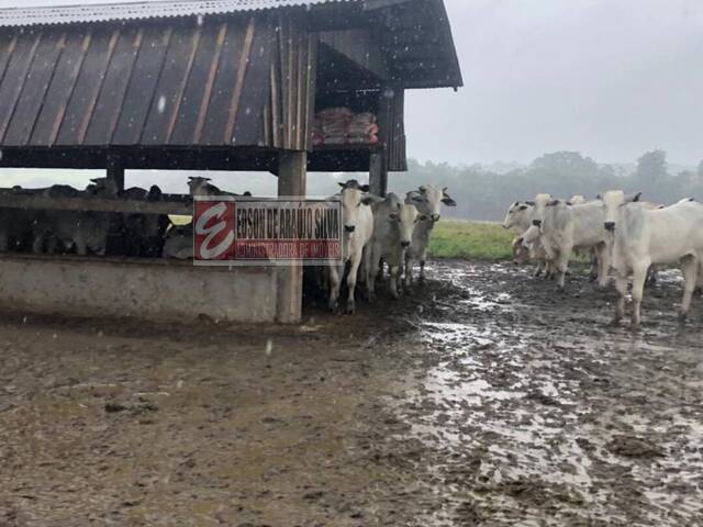 #506 - Fazenda para Venda em Cantá - RR - 3